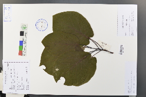  (Litsea - Ge03682)  @11 [ ] CreativeCommons  Attribution Non-Commercial Share-Alike  Unspecified Herbarium of South China Botanical Garden