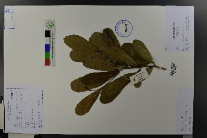  (Magnolia stellata - Ge03686)  @11 [ ] CreativeCommons  Attribution Non-Commercial Share-Alike  Unspecified Herbarium of South China Botanical Garden