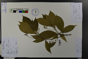  ( - Ge03687)  @11 [ ] CreativeCommons  Attribution Non-Commercial Share-Alike  Unspecified Herbarium of South China Botanical Garden