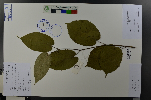  ( - Ge03691)  @11 [ ] CreativeCommons  Attribution Non-Commercial Share-Alike  Unspecified Herbarium of South China Botanical Garden