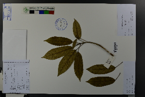  ( - Ge03694)  @11 [ ] CreativeCommons  Attribution Non-Commercial Share-Alike  Unspecified Herbarium of South China Botanical Garden