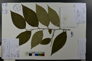  (Diospyros rhombifolia - Ge03701)  @11 [ ] CreativeCommons  Attribution Non-Commercial Share-Alike  Unspecified Herbarium of South China Botanical Garden