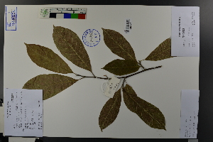  (Magnolia zenii - Ge03711)  @11 [ ] CreativeCommons  Attribution Non-Commercial Share-Alike  Unspecified Herbarium of South China Botanical Garden