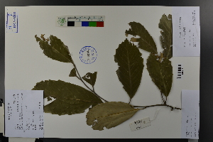  (Castanopsis jucunda - Ge03717)  @11 [ ] CreativeCommons  Attribution Non-Commercial Share-Alike  Unspecified Herbarium of South China Botanical Garden