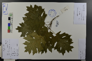  (Quercus palustris - Ge03719)  @11 [ ] CreativeCommons  Attribution Non-Commercial Share-Alike  Unspecified Herbarium of South China Botanical Garden