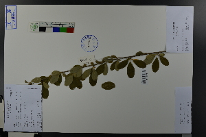  (Exochorda racemosa - Ge03721)  @11 [ ] CreativeCommons  Attribution Non-Commercial Share-Alike  Unspecified Herbarium of South China Botanical Garden