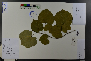  ( - Ge03736)  @11 [ ] CreativeCommons  Attribution Non-Commercial Share-Alike  Unspecified Herbarium of South China Botanical Garden