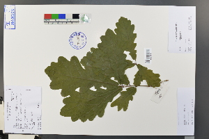  (Quercus aliena - Ge03737)  @11 [ ] CreativeCommons  Attribution Non-Commercial Share-Alike  Unspecified Herbarium of South China Botanical Garden