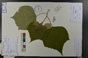  (Mallotus tenuifolius var. floccosus - Ge03740)  @11 [ ] CreativeCommons  Attribution Non-Commercial Share-Alike  Unspecified Herbarium of South China Botanical Garden