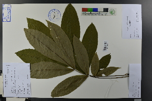  (Carya cathayensis - Ge03745)  @11 [ ] CreativeCommons  Attribution Non-Commercial Share-Alike  Unspecified Herbarium of South China Botanical Garden