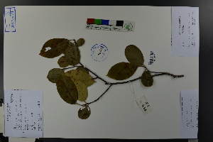  ( - Ge03747)  @11 [ ] CreativeCommons  Attribution Non-Commercial Share-Alike  Unspecified Herbarium of South China Botanical Garden