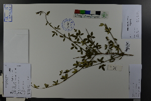  ( - Ge03750)  @11 [ ] CreativeCommons  Attribution Non-Commercial Share-Alike  Unspecified Herbarium of South China Botanical Garden