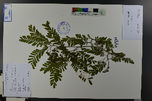  (Dalbergia mimosoides - Ge04571)  @11 [ ] CreativeCommons  Attribution Non-Commercial Share-Alike  Unspecified Herbarium of South China Botanical Garden
