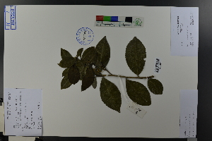  ( - Ge03753)  @11 [ ] CreativeCommons  Attribution Non-Commercial Share-Alike  Unspecified Herbarium of South China Botanical Garden