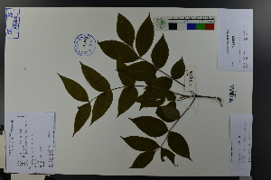  (Tetradium daniellii - Ge03758)  @11 [ ] CreativeCommons  Attribution Non-Commercial Share-Alike  Unspecified Herbarium of South China Botanical Garden