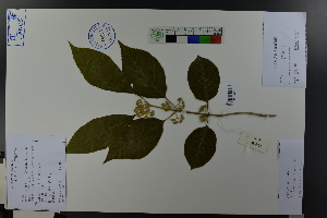  (Callicarpa giraldii - Ge03766)  @11 [ ] CreativeCommons  Attribution Non-Commercial Share-Alike  Unspecified Herbarium of South China Botanical Garden