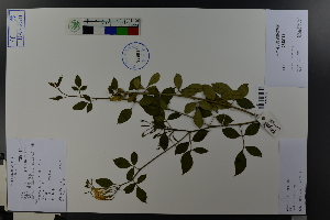  (Jasminum floridum - Ge03773)  @11 [ ] CreativeCommons  Attribution Non-Commercial Share-Alike  Unspecified Herbarium of South China Botanical Garden