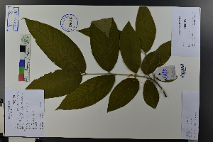  (Lagerstroemia - Ge03777)  @11 [ ] CreativeCommons  Attribution Non-Commercial Share-Alike  Unspecified Herbarium of South China Botanical Garden