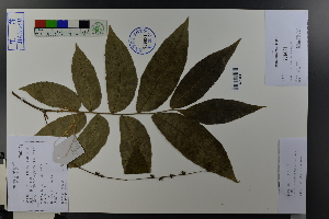 ( - Ge03780)  @11 [ ] CreativeCommons  Attribution Non-Commercial Share-Alike  Unspecified Herbarium of South China Botanical Garden