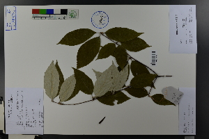  ( - Ge03781)  @11 [ ] CreativeCommons  Attribution Non-Commercial Share-Alike  Unspecified Herbarium of South China Botanical Garden