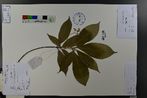  ( - Ge03785)  @11 [ ] CreativeCommons  Attribution Non-Commercial Share-Alike  Unspecified Herbarium of South China Botanical Garden