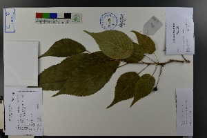  (Cerasus serrulata - Ge03786)  @11 [ ] CreativeCommons  Attribution Non-Commercial Share-Alike  Unspecified Herbarium of South China Botanical Garden