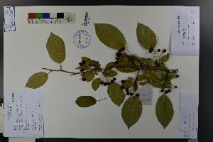  ( - Ge03787)  @11 [ ] CreativeCommons  Attribution Non-Commercial Share-Alike  Unspecified Herbarium of South China Botanical Garden