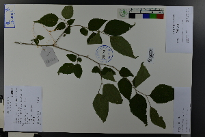  ( - Ge03802)  @11 [ ] CreativeCommons  Attribution Non-Commercial Share-Alike  Unspecified Herbarium of South China Botanical Garden