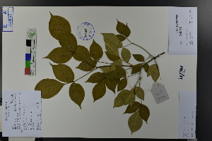  ( - Ge03804)  @11 [ ] CreativeCommons  Attribution Non-Commercial Share-Alike  Unspecified Herbarium of South China Botanical Garden