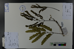  ( - Ge03807)  @11 [ ] CreativeCommons  Attribution Non-Commercial Share-Alike  Unspecified Herbarium of South China Botanical Garden