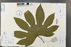  (Fatsia japonica - Ge03810)  @11 [ ] CreativeCommons  Attribution Non-Commercial Share-Alike  Unspecified Herbarium of South China Botanical Garden