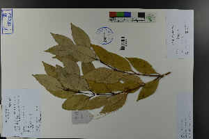  ( - Ge03822)  @11 [ ] CreativeCommons  Attribution Non-Commercial Share-Alike  Unspecified Herbarium of South China Botanical Garden