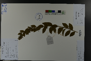  (Spiraea prunifolia var. simpliciflora - Ge03824)  @11 [ ] CreativeCommons  Attribution Non-Commercial Share-Alike  Unspecified Herbarium of South China Botanical Garden