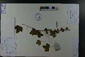  (Ribes fasciculatum var. chinense - Ge03828)  @11 [ ] CreativeCommons  Attribution Non-Commercial Share-Alike  Unspecified Herbarium of South China Botanical Garden