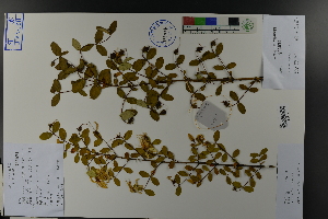  (Hypericum longistylum - Ge03829)  @11 [ ] CreativeCommons  Attribution Non-Commercial Share-Alike  Unspecified Herbarium of South China Botanical Garden