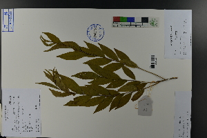  (Cerasus glandulosa - Ge03830)  @11 [ ] CreativeCommons  Attribution Non-Commercial Share-Alike  Unspecified Herbarium of South China Botanical Garden