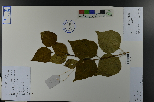  (Syringa oblata - Ge03835)  @11 [ ] CreativeCommons  Attribution Non-Commercial Share-Alike  Unspecified Herbarium of South China Botanical Garden