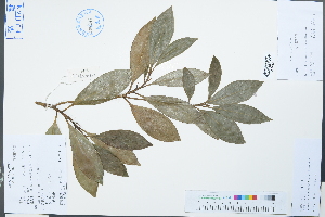  (Magnolia lotungensis - Ge03839)  @11 [ ] CreativeCommons  Attribution Non-Commercial Share-Alike  Unspecified Herbarium of South China Botanical Garden
