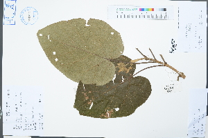  (Paulownia fortunei - Ge03846)  @11 [ ] CreativeCommons  Attribution Non-Commercial Share-Alike  Unspecified Herbarium of South China Botanical Garden