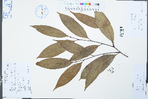  (Castanopsis kawakamii - Ge03848)  @11 [ ] CreativeCommons  Attribution Non-Commercial Share-Alike  Unspecified Herbarium of South China Botanical Garden