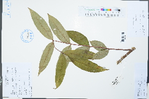  (Zanthoxylum myriacanthum - Ge03851)  @11 [ ] CreativeCommons  Attribution Non-Commercial Share-Alike  Unspecified Herbarium of South China Botanical Garden