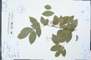  ( - Ge03852)  @11 [ ] CreativeCommons  Attribution Non-Commercial Share-Alike  Unspecified Herbarium of South China Botanical Garden