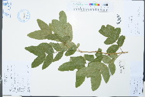  ( - Ge03853)  @11 [ ] CreativeCommons  Attribution Non-Commercial Share-Alike  Unspecified Herbarium of South China Botanical Garden