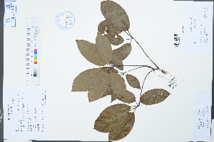  (Lardizabalaceae - Ge03854)  @11 [ ] CreativeCommons  Attribution Non-Commercial Share-Alike  Unspecified Herbarium of South China Botanical Garden