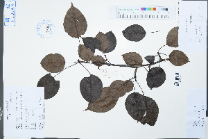  (Pyrus serrulata - Ge03856)  @11 [ ] CreativeCommons  Attribution Non-Commercial Share-Alike  Unspecified Herbarium of South China Botanical Garden