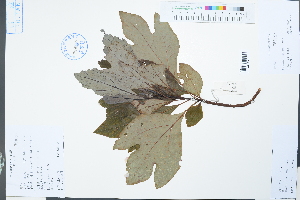  (Sassafras tzumu - Ge03858)  @11 [ ] CreativeCommons  Attribution Non-Commercial Share-Alike  Unspecified Herbarium of South China Botanical Garden