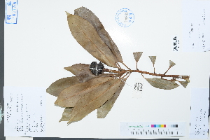  (Manglietia fordiana - Ge03864)  @11 [ ] CreativeCommons  Attribution Non-Commercial Share-Alike  Unspecified Herbarium of South China Botanical Garden