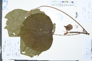  (Mallotus lianus - Ge03865)  @11 [ ] CreativeCommons  Attribution Non-Commercial Share-Alike  Unspecified Herbarium of South China Botanical Garden
