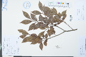  (Vaccinium sprengelii - Ge03868)  @11 [ ] CreativeCommons  Attribution Non-Commercial Share-Alike  Unspecified Herbarium of South China Botanical Garden
