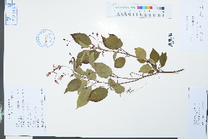  (Melastomatoideae - Ge03869)  @11 [ ] CreativeCommons  Attribution Non-Commercial Share-Alike  Unspecified Herbarium of South China Botanical Garden